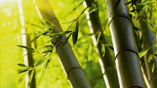 Bambus, Riesenbambus