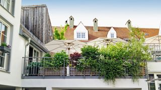 begrünte Dachterrasse, Balkonbepflanzung, Gartenfrosch