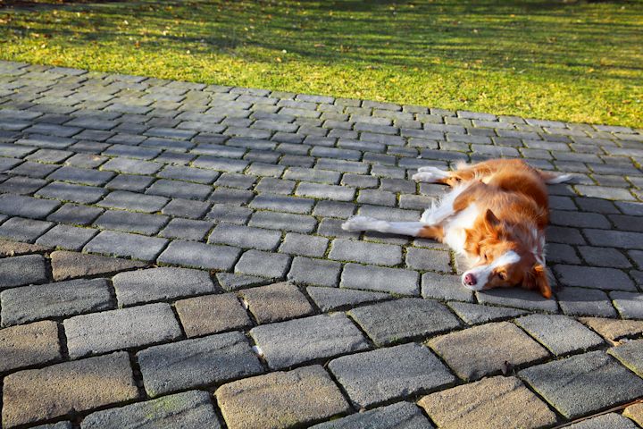 Hund liegt auf Betonsteinpflaster, InformationsZentrum Beton GmbH